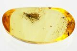 Detailed Fossil Parasitoid Wasp (Scelionidae) in Baltic Amber #367448-1